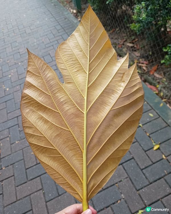 特別靚的公園🌳