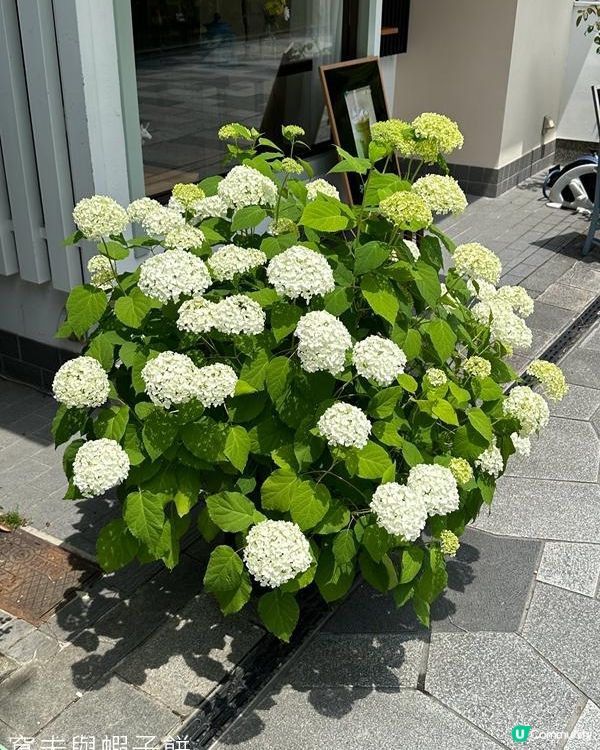 日本關西自駕遊 (5) | 宇治 | 抹茶拉麵 | 平等院