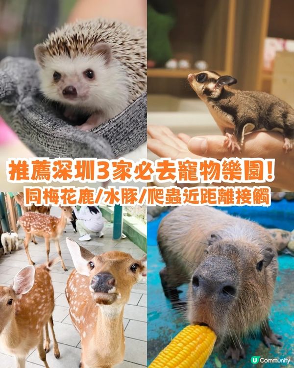 推薦深圳3間必去動物樂園🐾同梅花鹿/水豚/爬蟲近距離接觸🦌