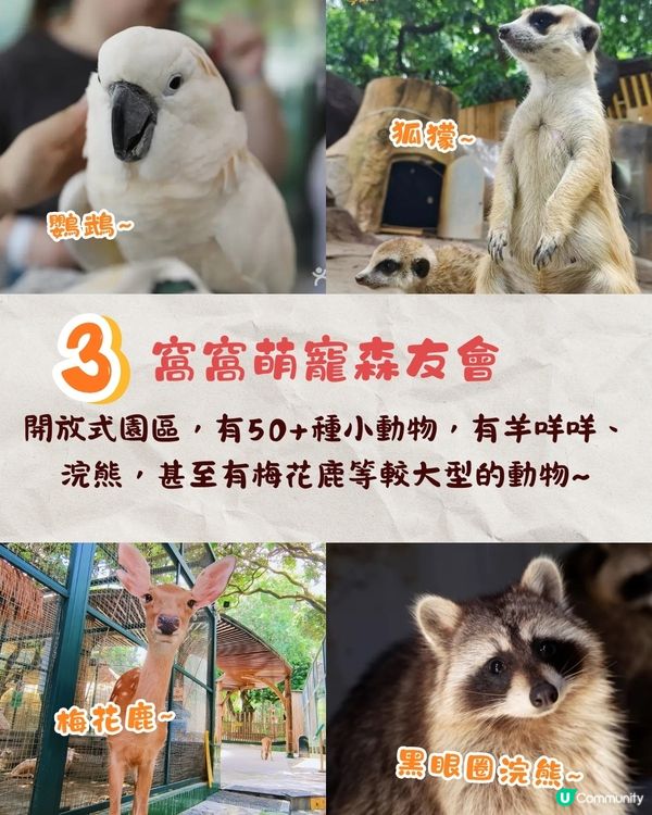 推薦深圳3間必去動物樂園🐾同梅花鹿/水豚/爬蟲近距離接觸🦌