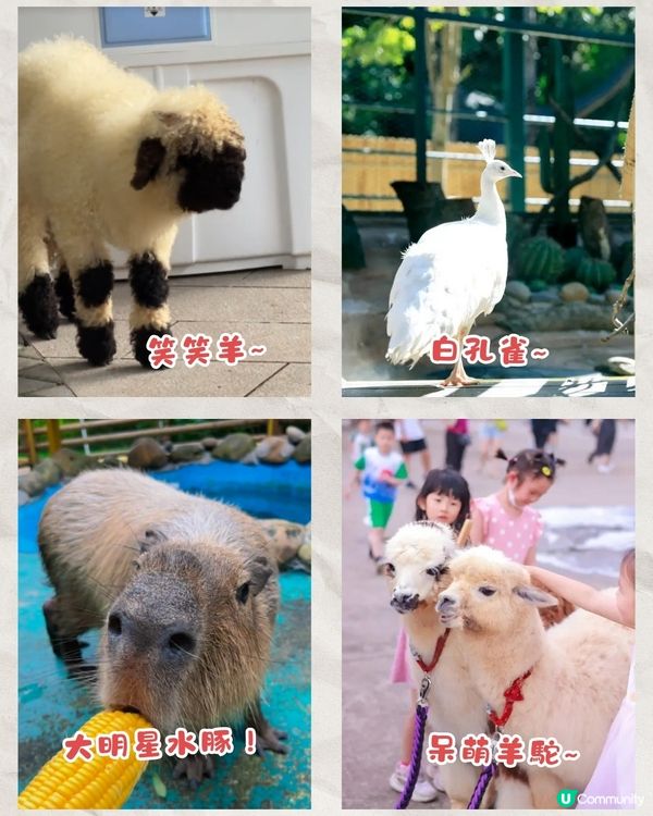 推薦深圳3間必去動物樂園🐾同梅花鹿/水豚/爬蟲近距離接觸🦌