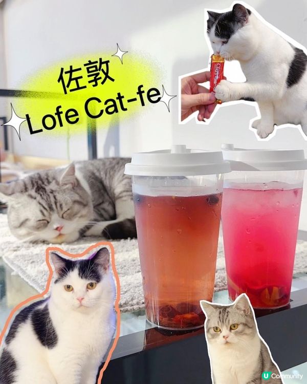 治癒系之選 ♥ 佐敦唯一貓Café！►佐敦Lofe Cat-fe