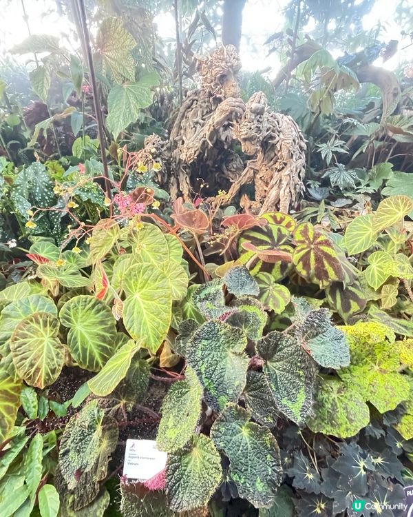 新加坡Gardens by the Bay 