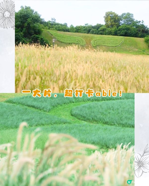 深圳9月賞花指南🌺夢幻花海 ! 如置身童話世界📸附地址+交通教學🚗