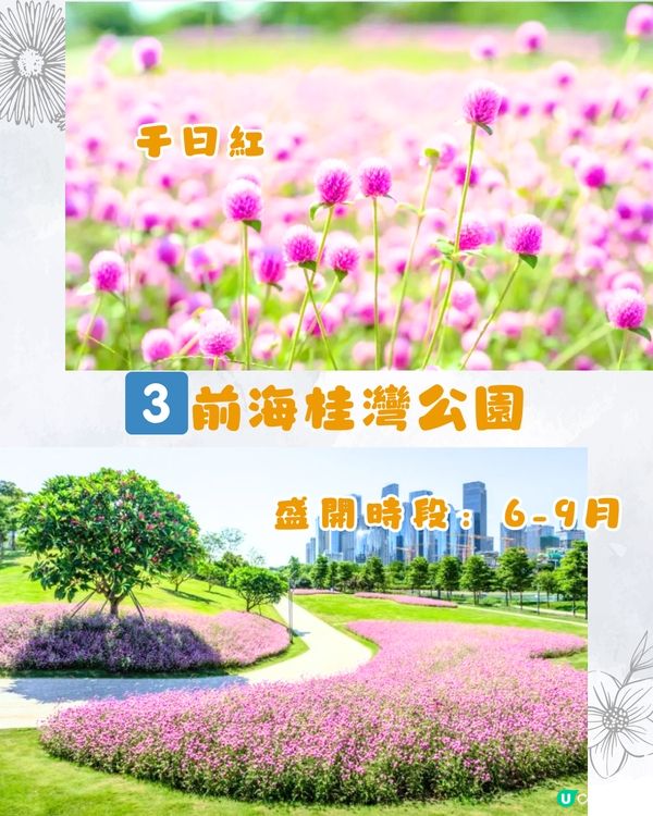 深圳9月賞花指南🌺夢幻花海 ! 如置身童話世界📸附地址+交通教學🚗