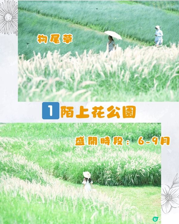 深圳9月賞花指南🌺夢幻花海 ! 如置身童話世界📸附地址+交通教學🚗