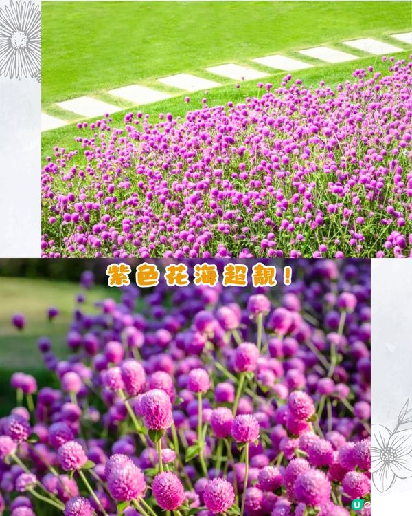 深圳9月賞花指南🌺夢幻花海 ! 如置身童話世界📸附地址+交通教學🚗