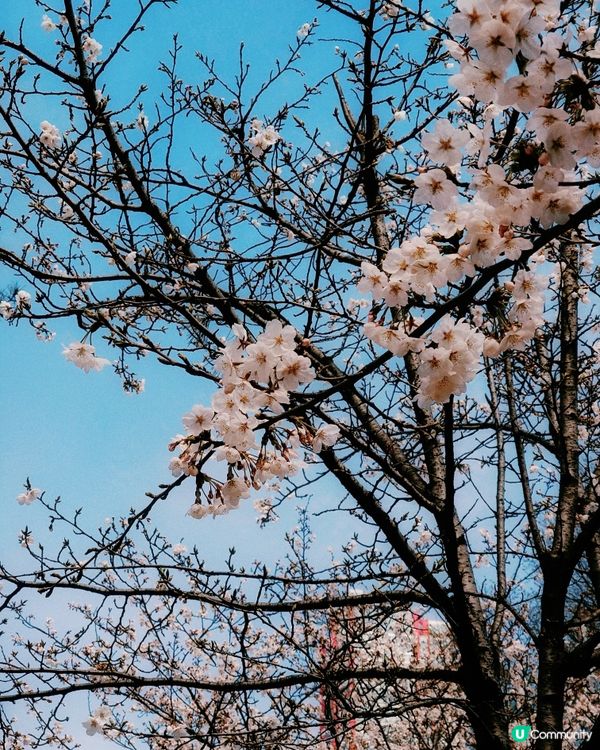 2024汝矣島櫻花祭典