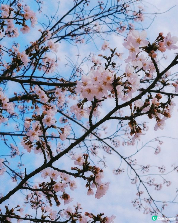 2024汝矣島櫻花祭典