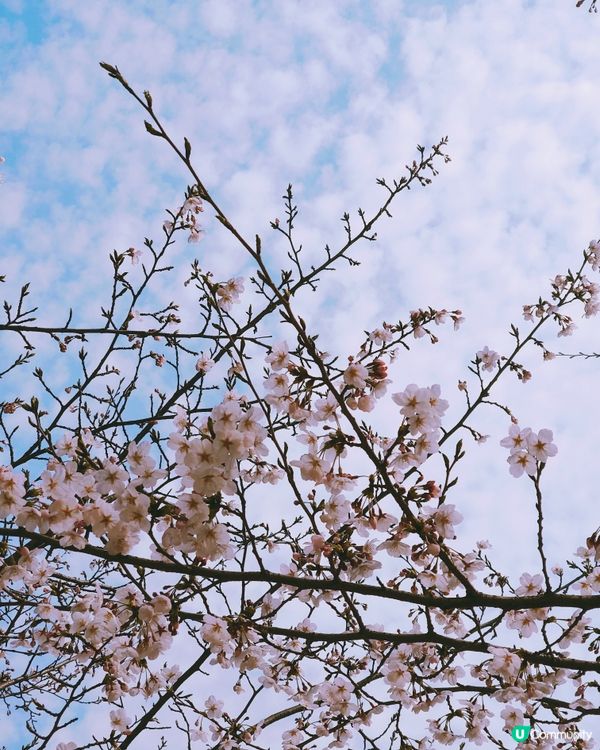 2024汝矣島櫻花祭典