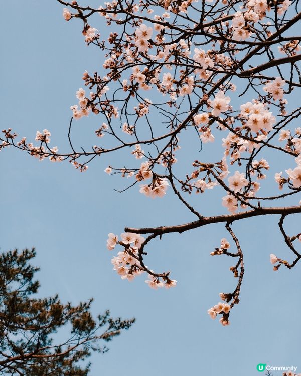 2024汝矣島櫻花祭典