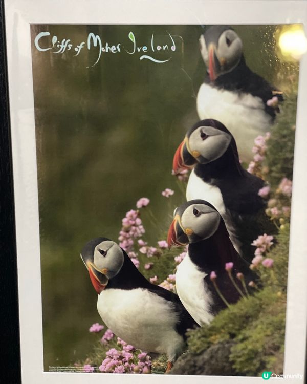 小丑雀Puffins出現地點😎☘️🇨🇮