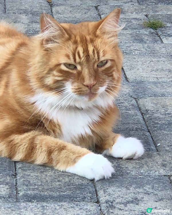 Ginger the fluffy cat