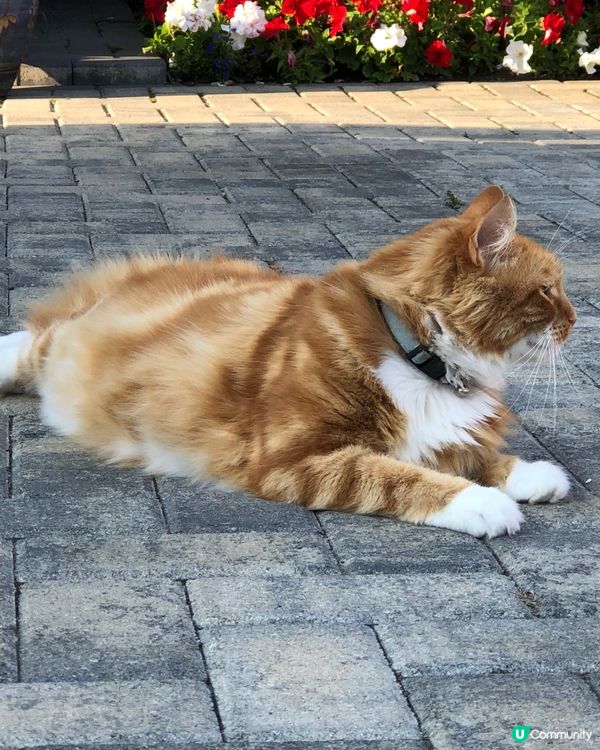 Ginger the fluffy cat