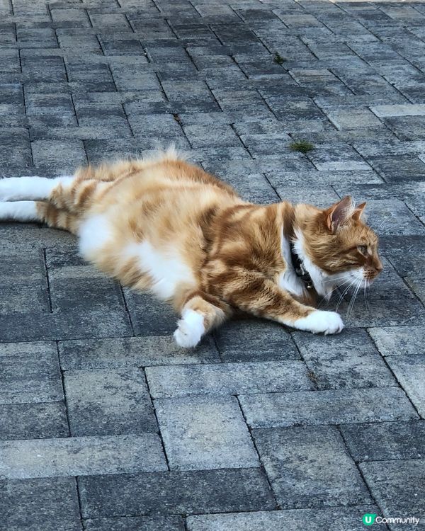 Ginger the fluffy cat