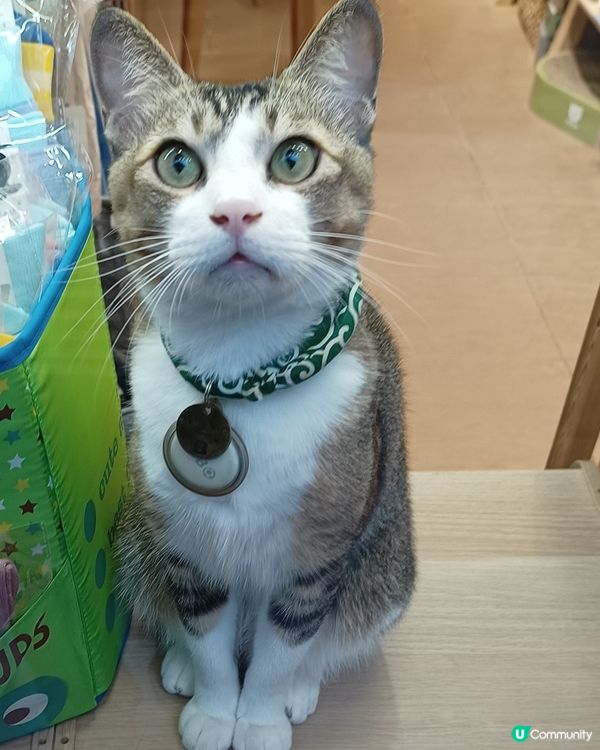 眼仔碌碌👀