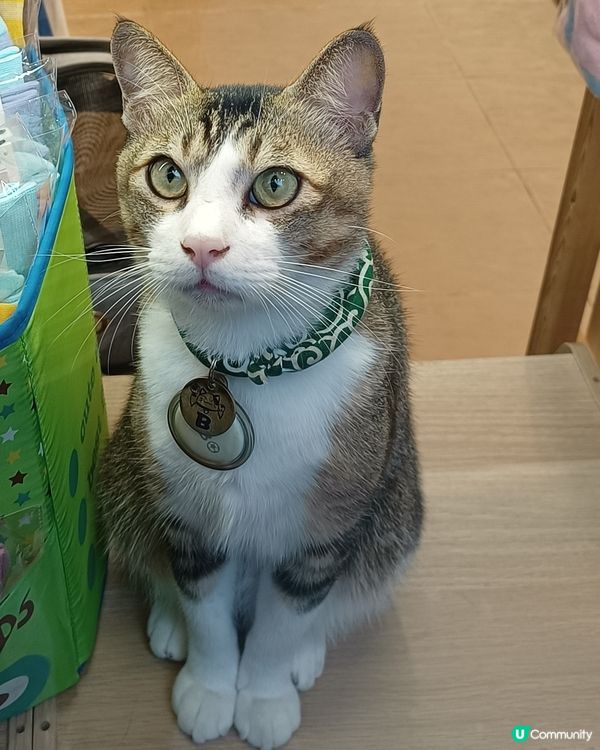 眼仔碌碌👀
