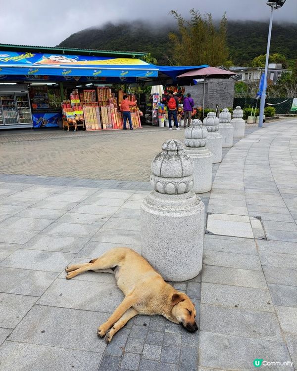新手。遊車河[3] - 揸車去~南大嶼山