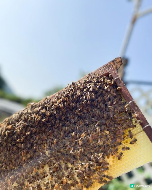 第一次黎到小蜜蜂之家🐝近距離接觸佢地！🐝