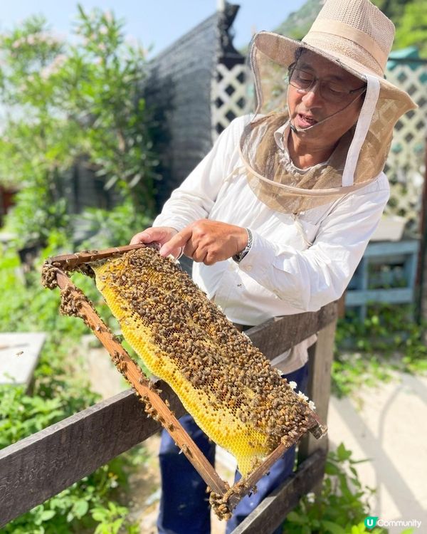 第一次黎到小蜜蜂之家🐝近距離接觸佢地！🐝