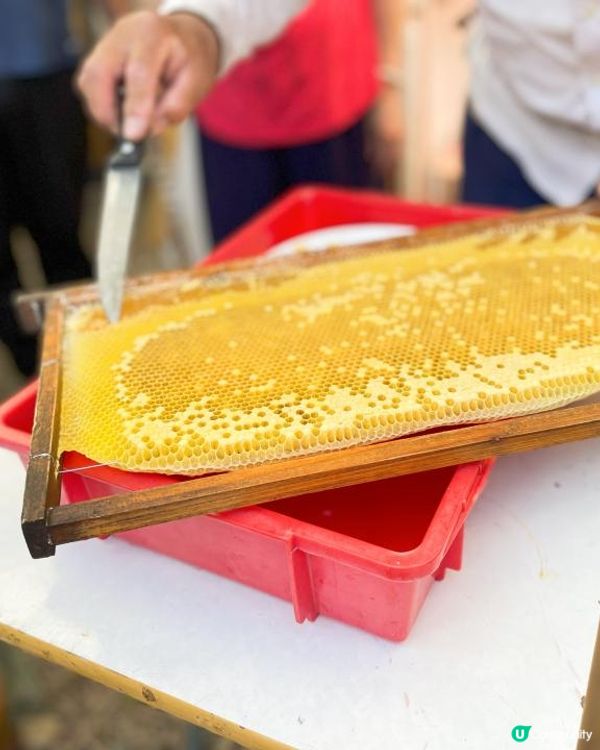 第一次黎到小蜜蜂之家🐝近距離接觸佢地！🐝