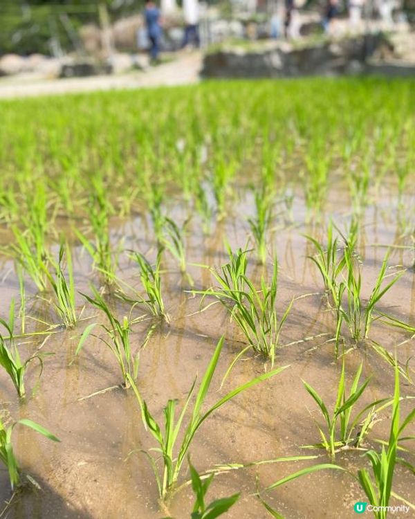 第一次黎到小蜜蜂之家🐝近距離接觸佢地！🐝