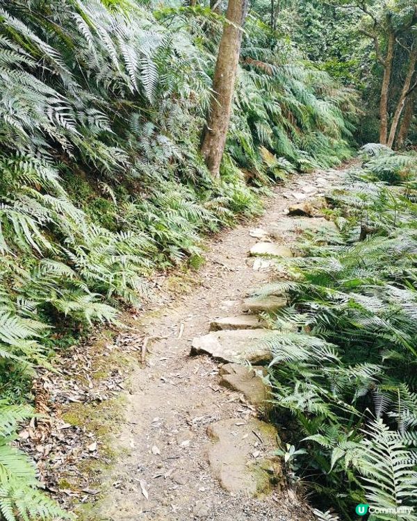 [行山要打卡] 9 - 心經簡林。彌勒山郊遊徑