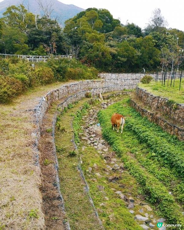 [行山要打卡] 9 - 心經簡林。彌勒山郊遊徑
