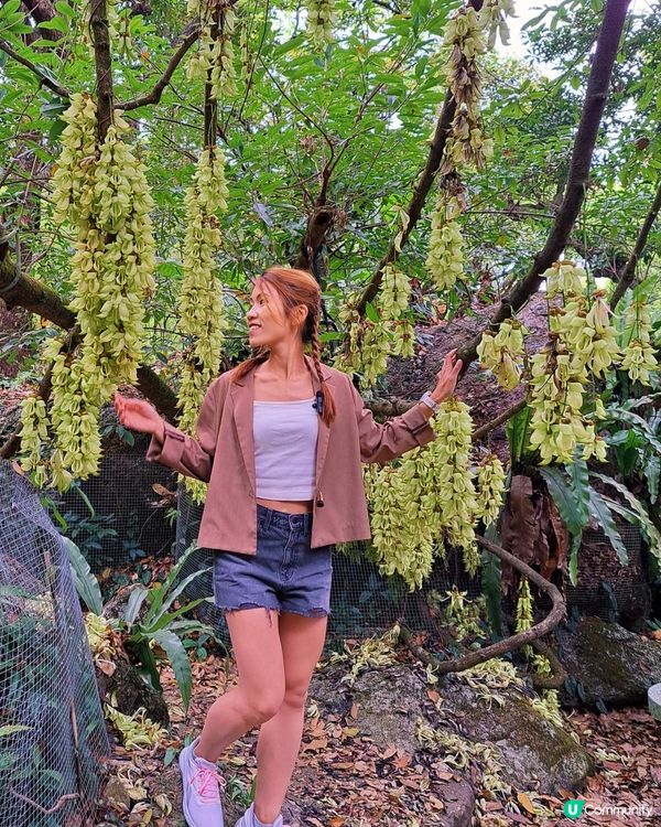 新手。遊車河[2] - 揸車去~嘉道理農場