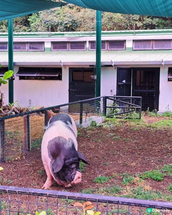 新手。遊車河[2] - 揸車去~嘉道理農場