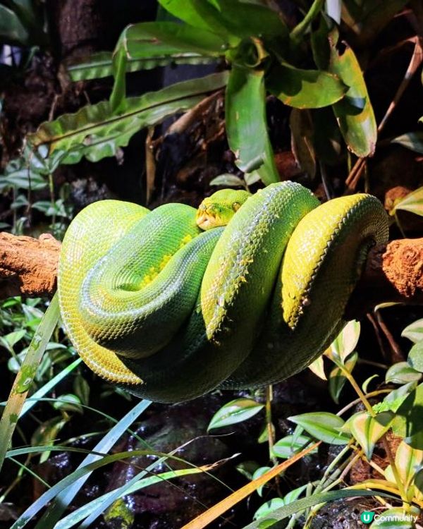 新手。遊車河[2] - 揸車去~嘉道理農場