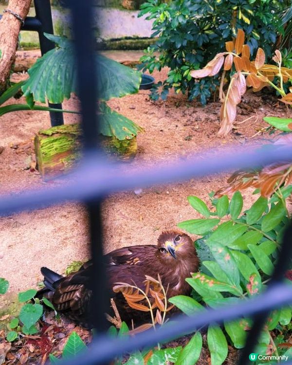 新手。遊車河[2] - 揸車去~嘉道理農場