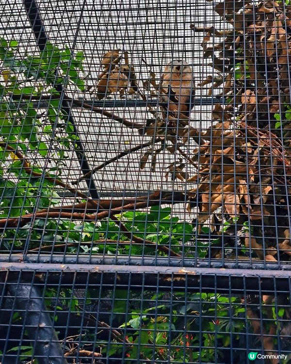 新手。遊車河[2] - 揸車去~嘉道理農場