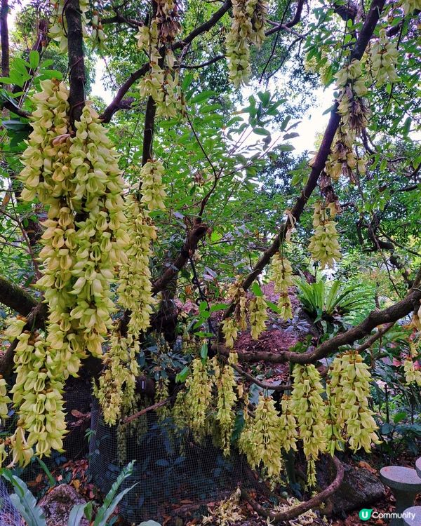 新手。遊車河[2] - 揸車去~嘉道理農場
