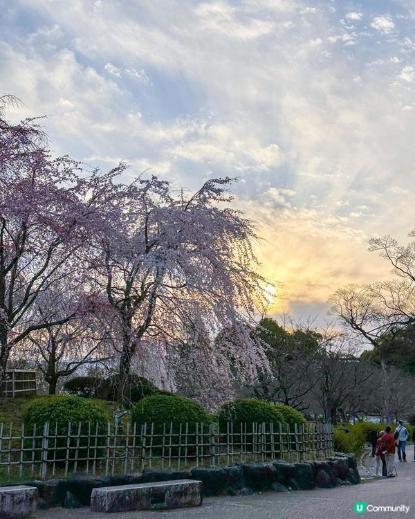 京都賞櫻🌸