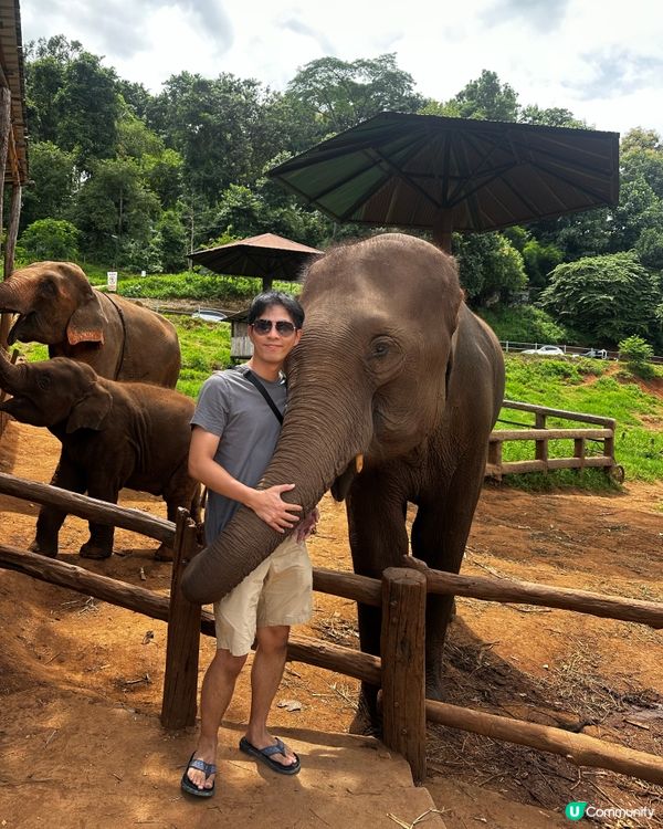 清邁大象cafe⭐️⭐️