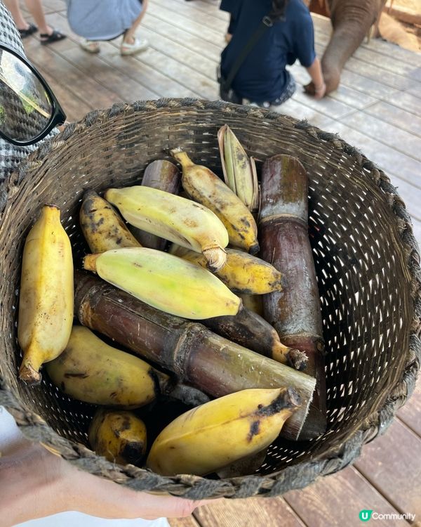 清邁大象cafe⭐️⭐️