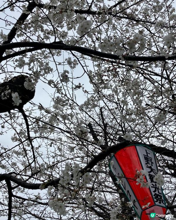 Travel Buddies日本東京遊記‧GH @ Koalascities