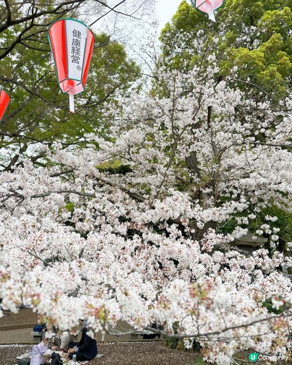 東京櫻花季