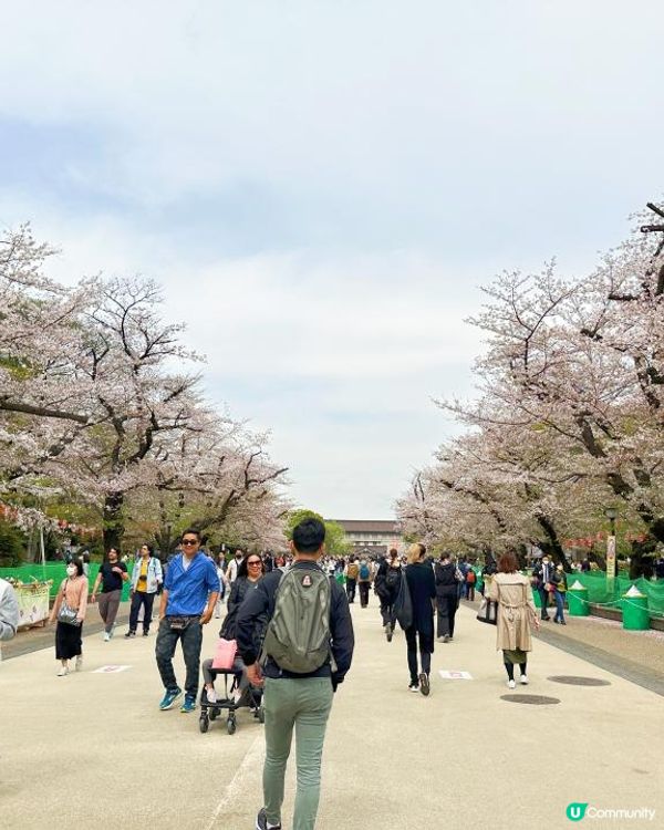東京櫻花季