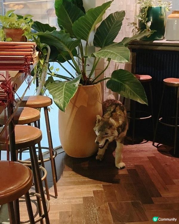 Belly Go Round-Mr & Mrs Fox