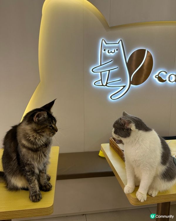 長沙灣高質貓Cafe