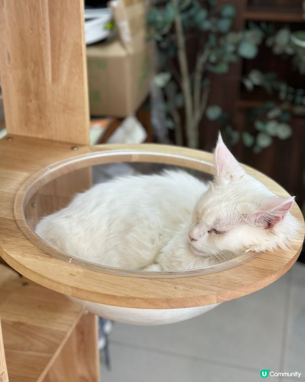 長沙灣高質貓Cafe