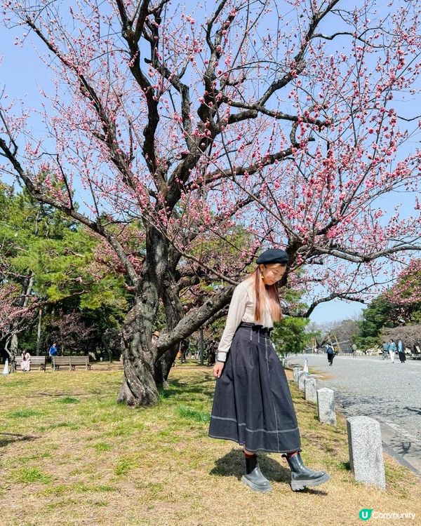 日本京都御所櫻花初開 有白有粉好靚﹗