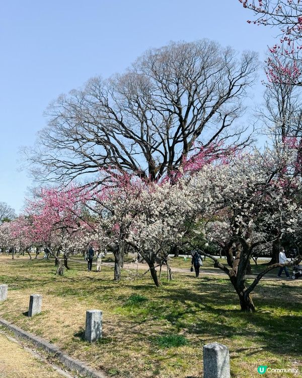 日本京都御所櫻花初開 有白有粉好靚﹗