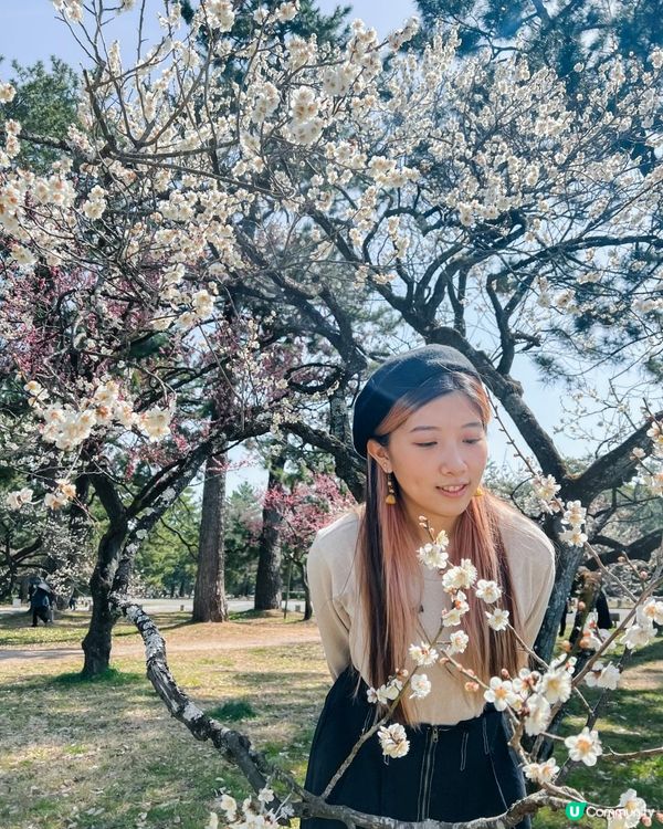 日本京都御所櫻花初開 有白有粉好靚﹗