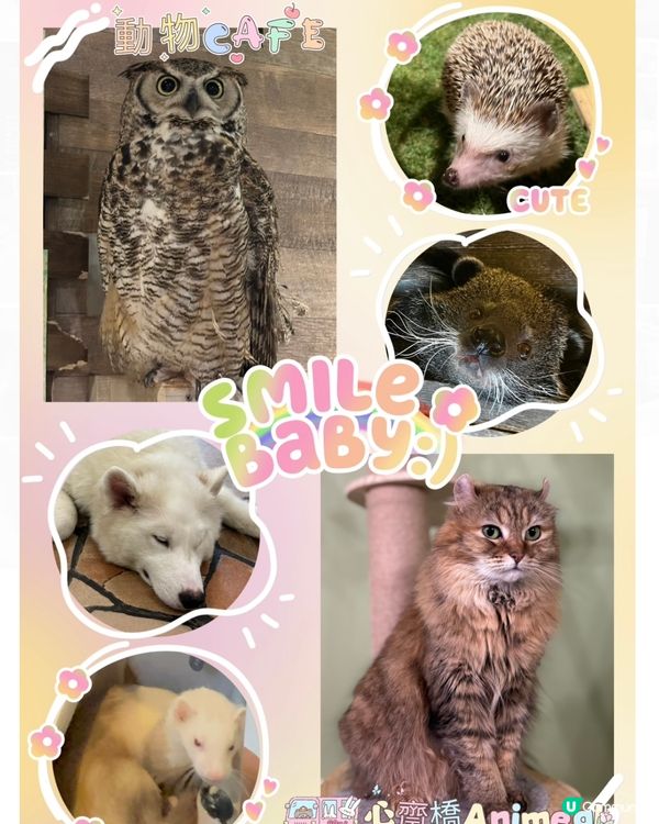 大阪動物cafe🐩🐖🐈🦔🦥❤️