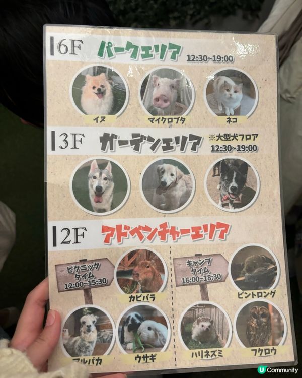 大阪動物cafe🐩🐖🐈🦔🦥❤️