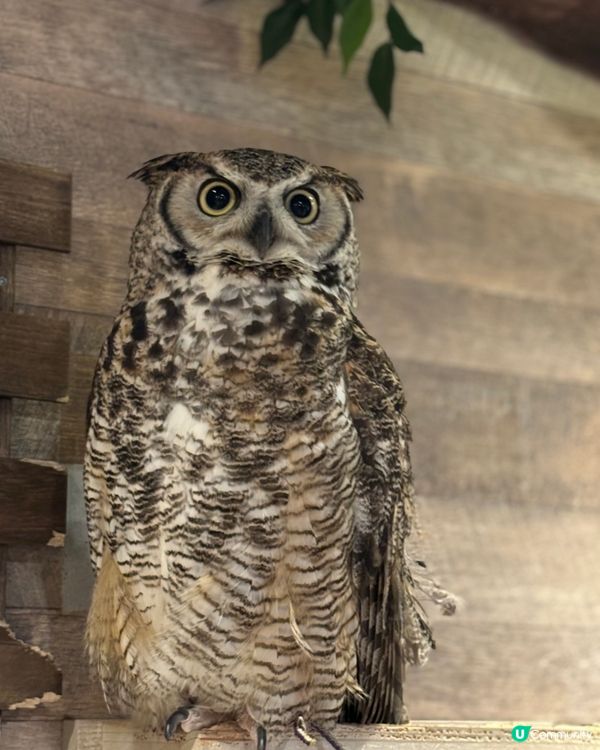 大阪動物cafe🐩🐖🐈🦔🦥❤️