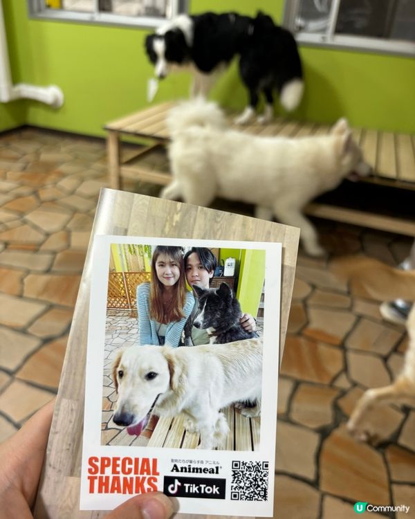 大阪動物cafe🐩🐖🐈🦔🦥❤️